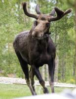 Moose